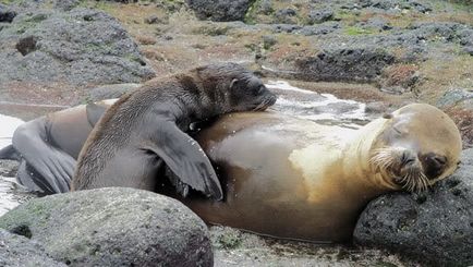 Cruising The Galapagos On The Explorer Ii with Peru, Ecuador's Amazon & Lake Titicaca Cruising The Galapagos On The Explorer Ii with Peru, Ecuador's Amazon & Lake Titicaca